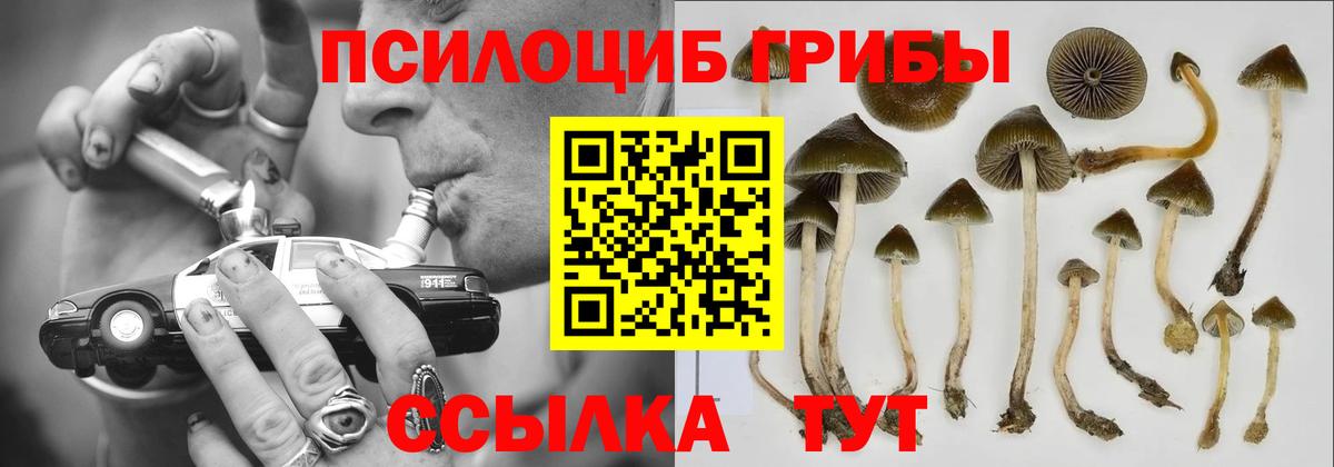 Красноуфимск  хочу наркоту  Вход с VPN  Галлюциногенные грибы Cubensis 
